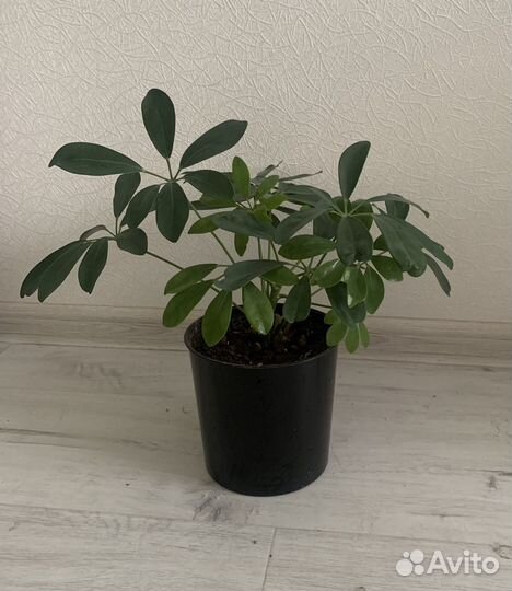 Шефлера молодая