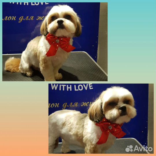 Стрижка собак и кошек