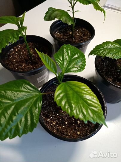 Гибискус махровый персикового цвета