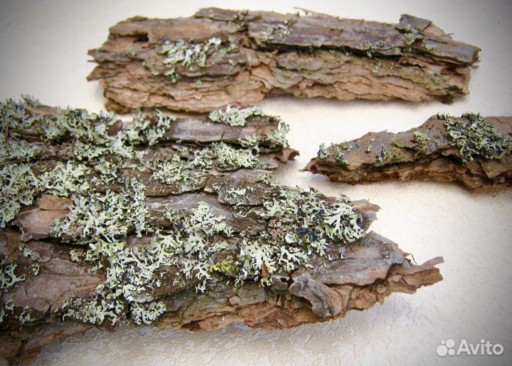 Кора сосновая/березовая/с лишайником