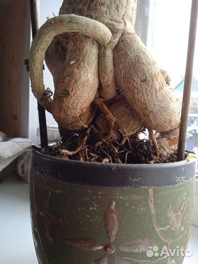 Адениум. индийский лук. и т д