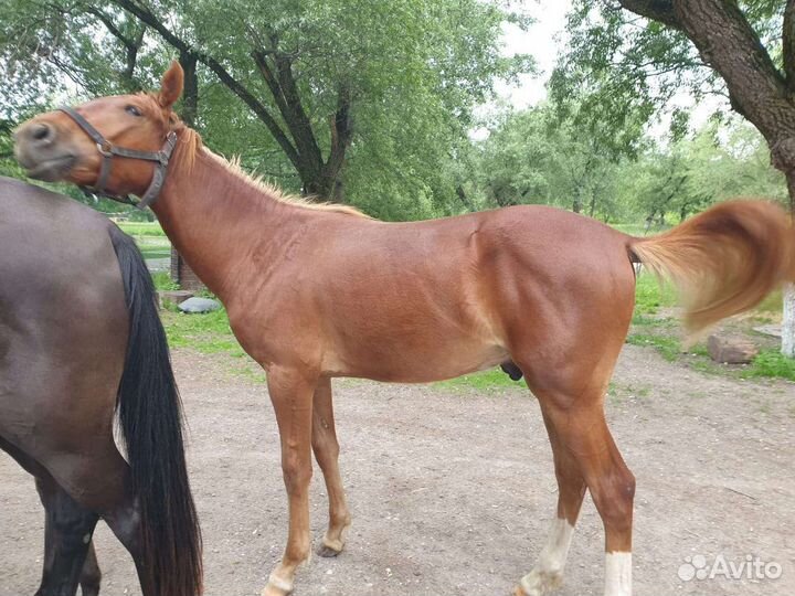 Лошадь жеребец