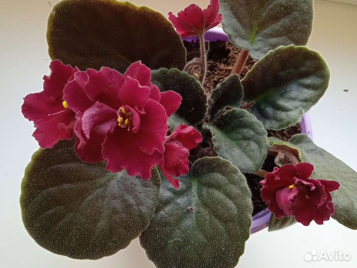 Фиалки цветущие