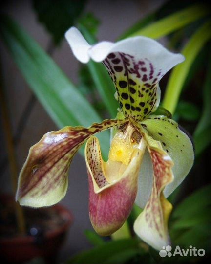 Венеринен башмачок Орхидея