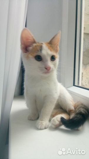 Кареглазое рыжее чудо, турецкий ван