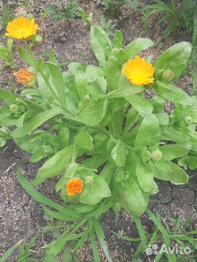 Рассада календула