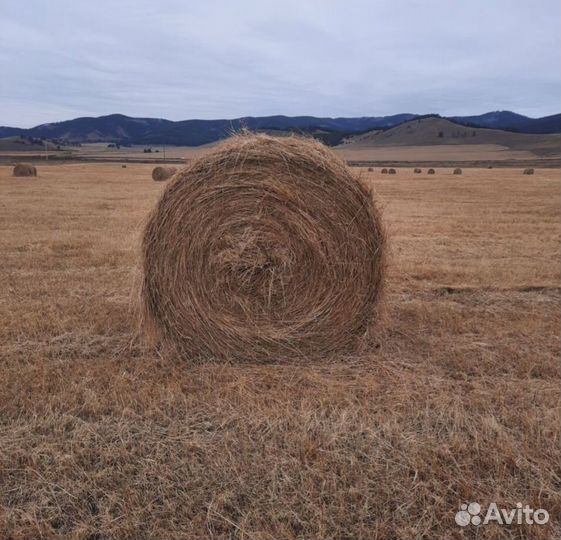 Сено в тюках