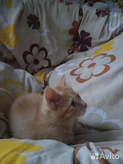 Отдам в добрые руки