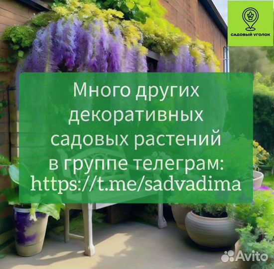 Гортензия черешковатая «Семиола» 'Semiola'