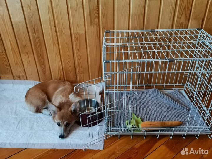 Клетка для собак в квартиру