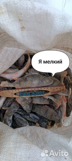 Окунь свежемороженный