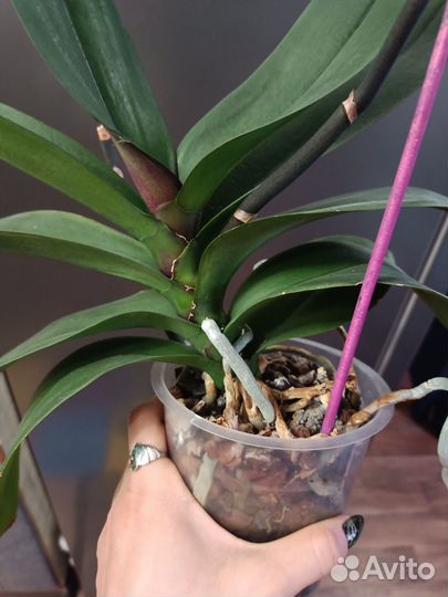 Орхидея Бинти бабочка