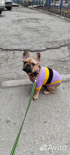 Одежда для собак