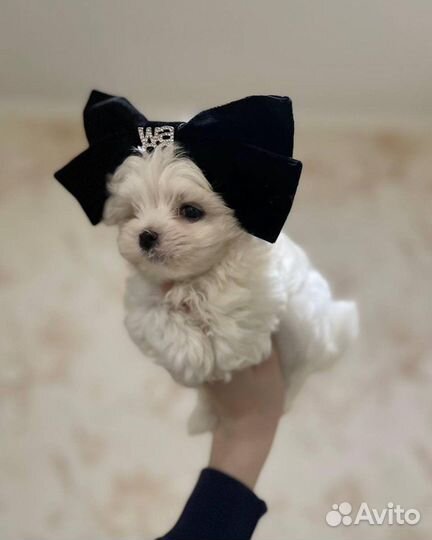 Супер микро мальтипу ф1