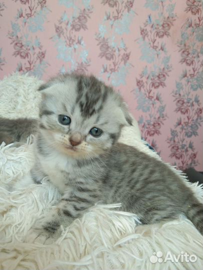 Шотландская вислоухая