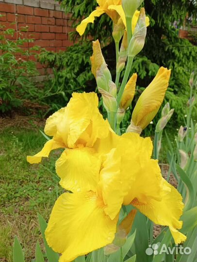 Ирисы бородатые