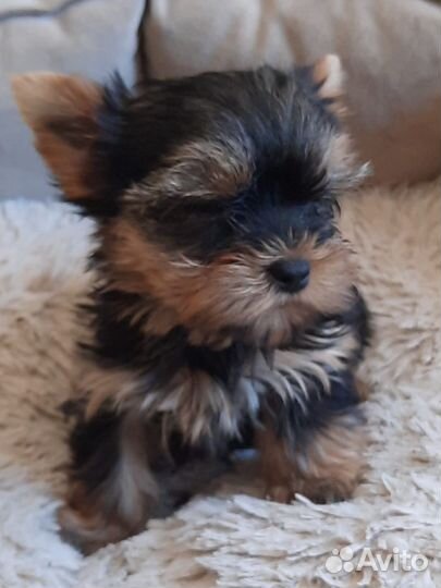 Йорки мини бэби фэйс