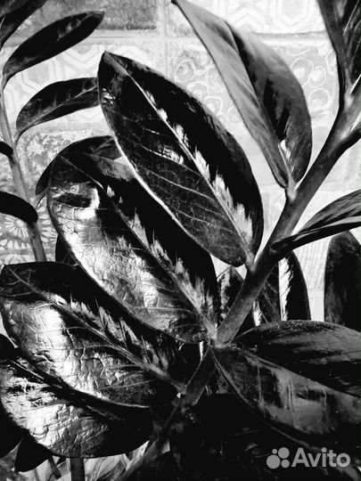 Хойя, Замиокулькас Жук, Блэк Равен и др