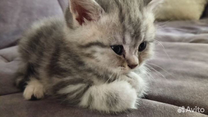 Британские котята