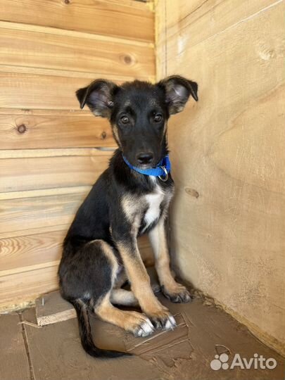 Спасите щенулю