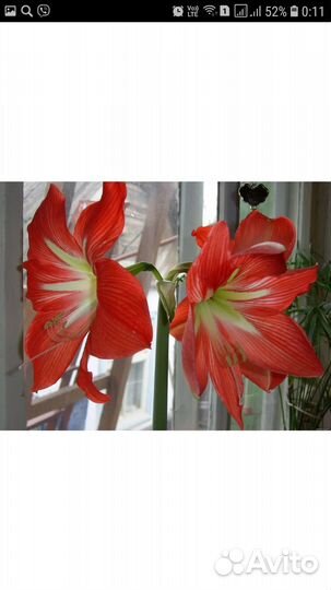 Гиппиаструм