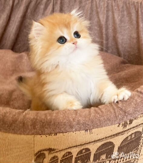 Золотая шиншилла ny 12