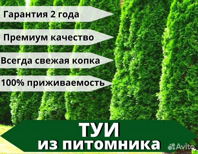 Туя западная 180 см из питомника Оптом