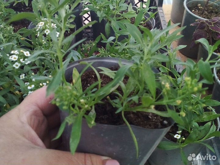 Вегетативная ампельная рассада