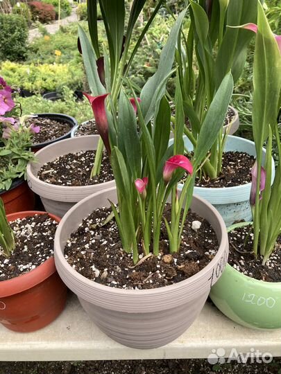 Калла в горшке цветущая