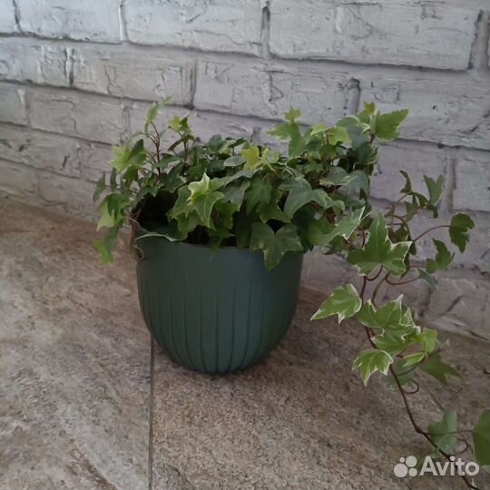 Плющ хедера