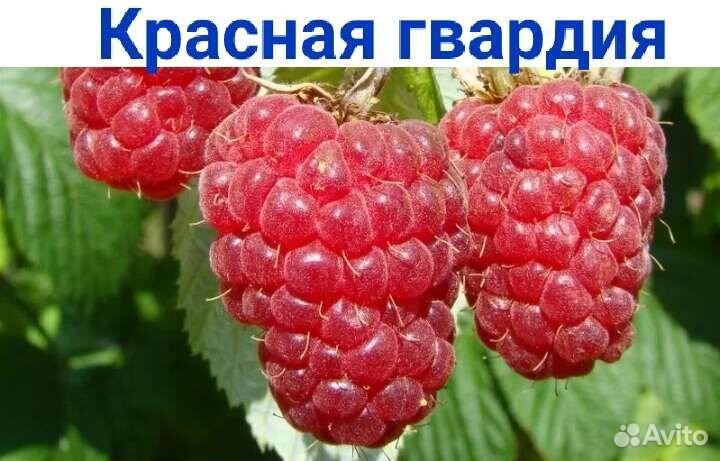 Саженцы малины и ежевики