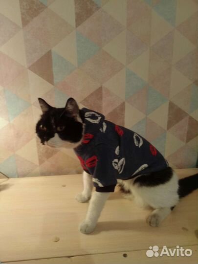 Одежда для животных