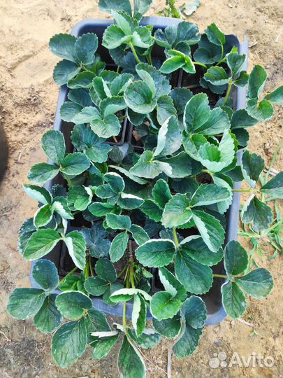 Клубника свежая ягода Белгород