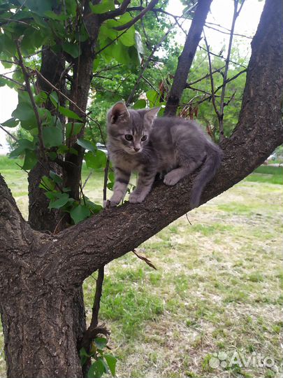 Котята отдам в добрые руки бесплатно