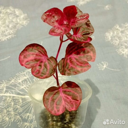 Цветы для уютного дома