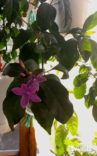 Комнатные цветы