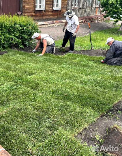 Газон. Рулонный газон