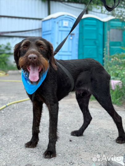 Собака ищет дом