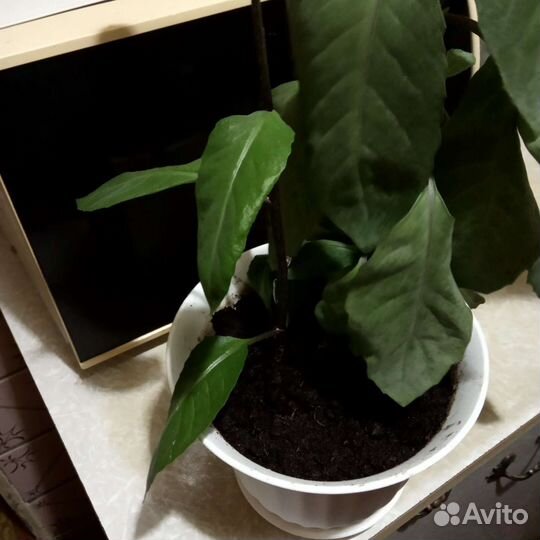 Джинура цветок