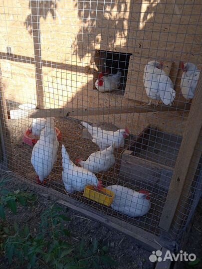 Инкубационное яйцо Леггорн В-33