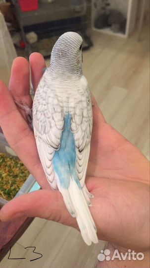 Волнистый попугай