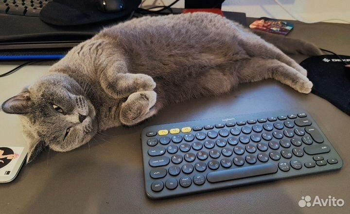 Работа оператором из дома от 4 ч.Продавать не надо