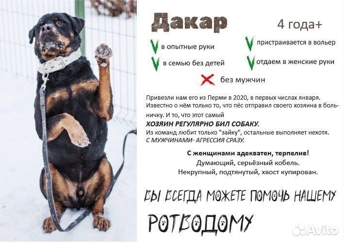 Отдам ротвейлера