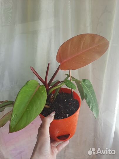 Сингониумы,филодендроны,алоказия