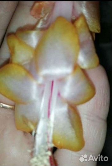 Декабрист шлюмбергера сортовые