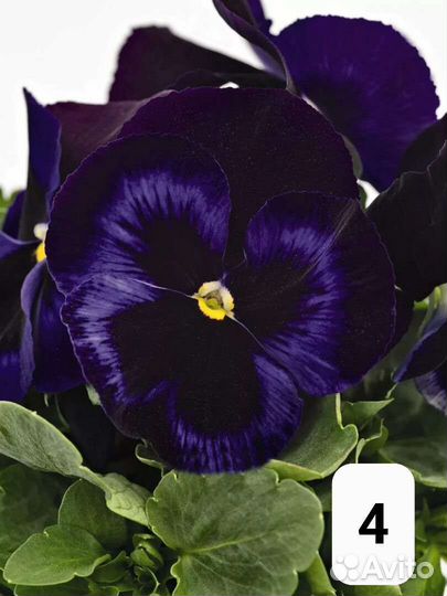 Рассада виола