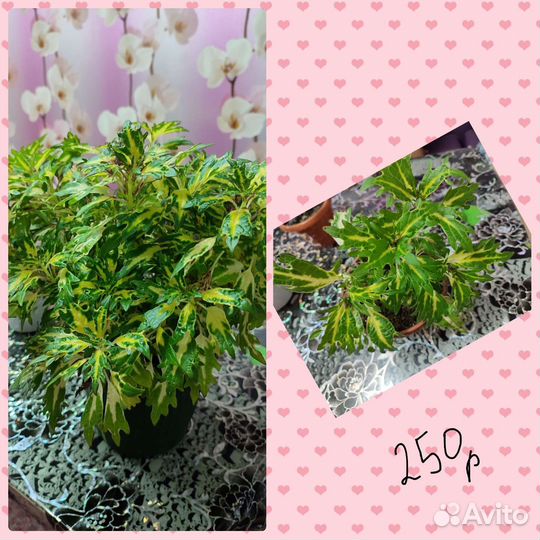 Продам цветы комнатные