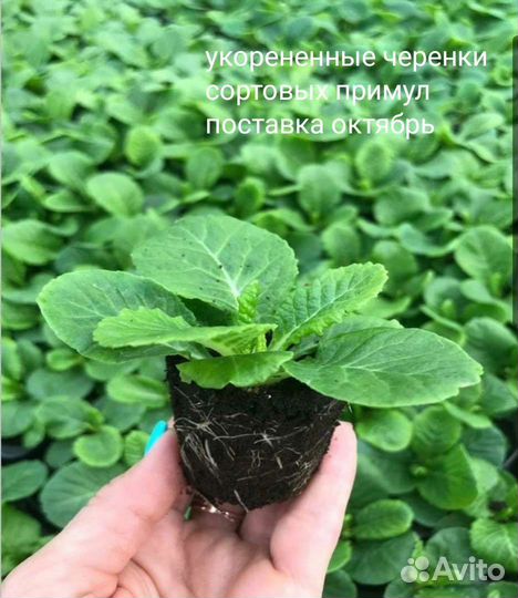 Примулы сортовые