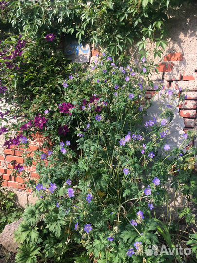 Герань садовая многолетняя, форзиция, вишня