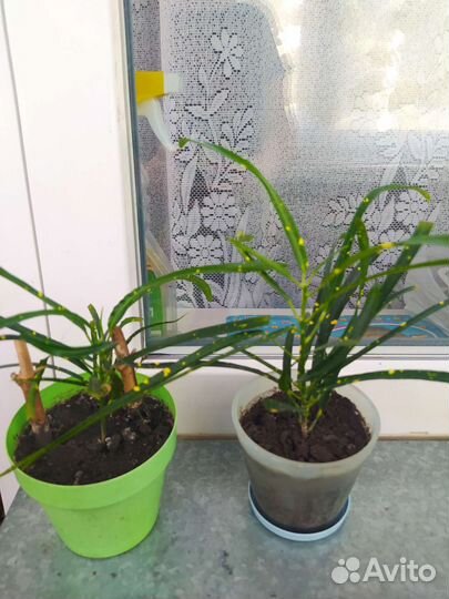 Комнатное растение Кротон